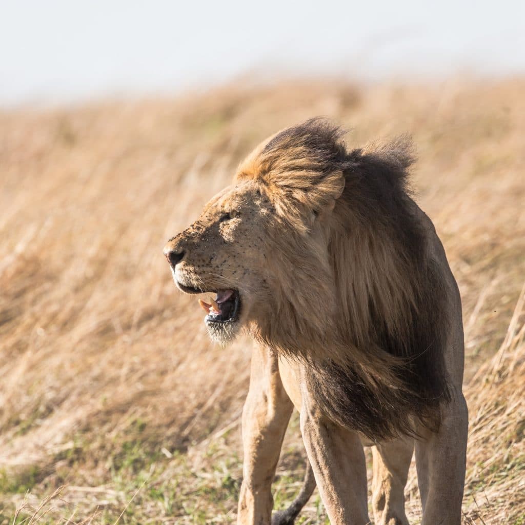October 21 Artwork Lion