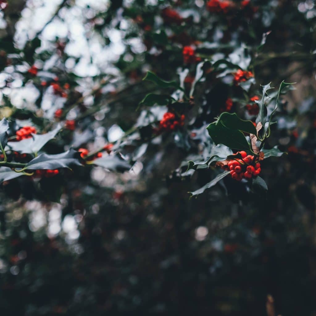 feeling less stress #234 holly with red berries