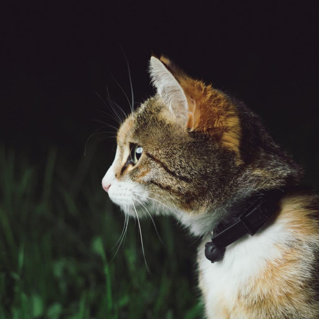 intuition on your side #235 cat