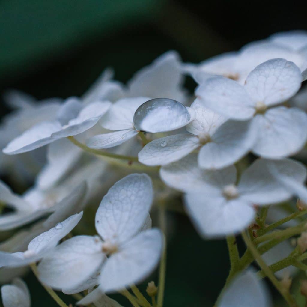 I cry easily #237 misty white delicate flowers like tears
